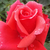 Czerwony  - Róża wielkokwiatowa - Hybrid Tea - Allégresse